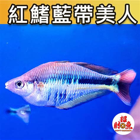 招財小型魚|【招財小型魚】招財魚不藏私！千元內必收招財小型魚 TOP 3 –